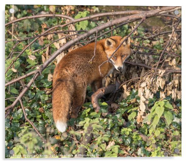Red Fox Acrylic by David O'Brien