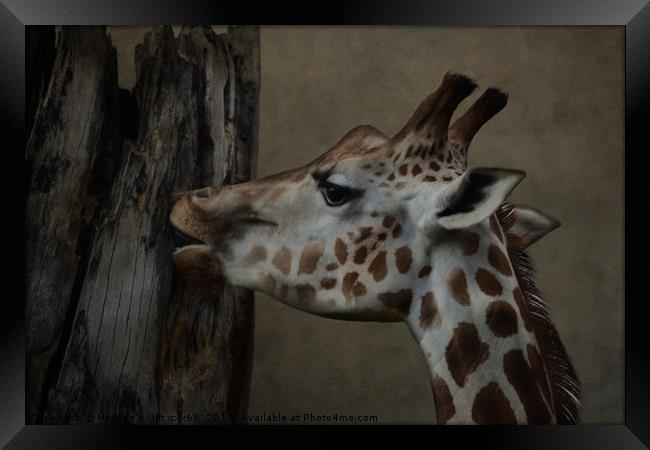 The Giraffe  Framed Print by Heaven's Gift xxx68