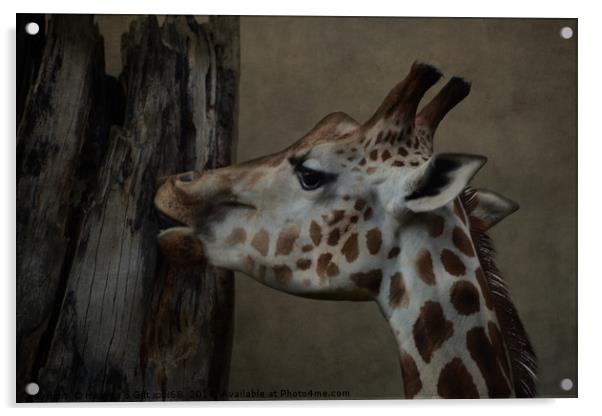 The Giraffe  Acrylic by Heaven's Gift xxx68