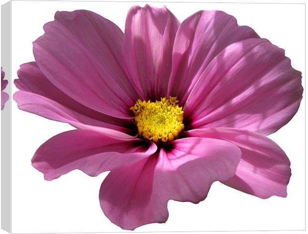 Pink Cosmos on White Canvas Print by Jacqi Elmslie