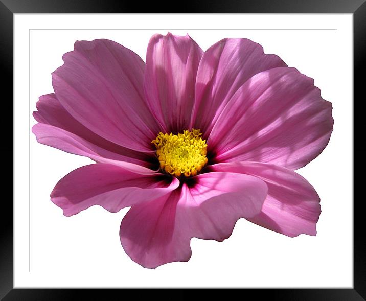 Pink Cosmos on White Framed Mounted Print by Jacqi Elmslie