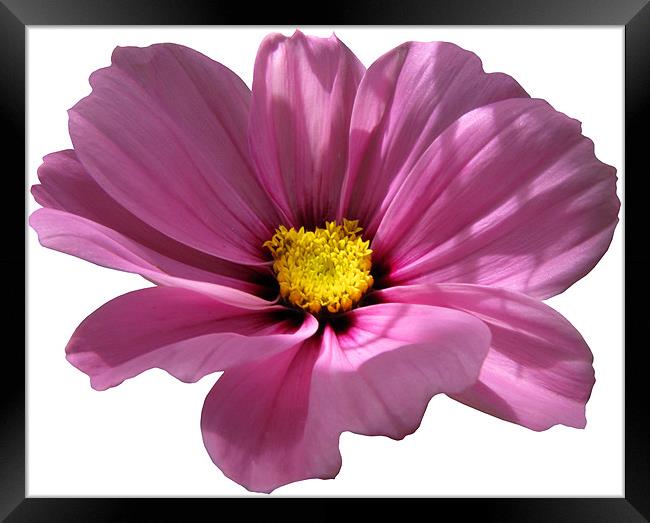 Pink Cosmos on White Framed Print by Jacqi Elmslie