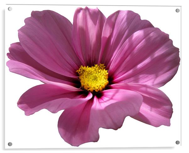 Pink Cosmos on White Acrylic by Jacqi Elmslie