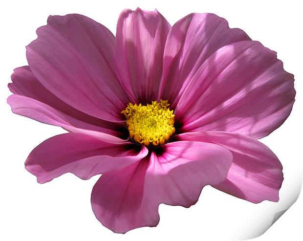Pink Cosmos on White Print by Jacqi Elmslie