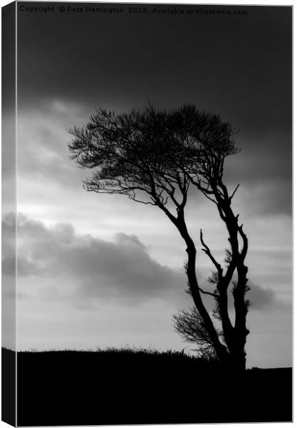 A lone tree at Horns Cross Canvas Print by Pete Hemington