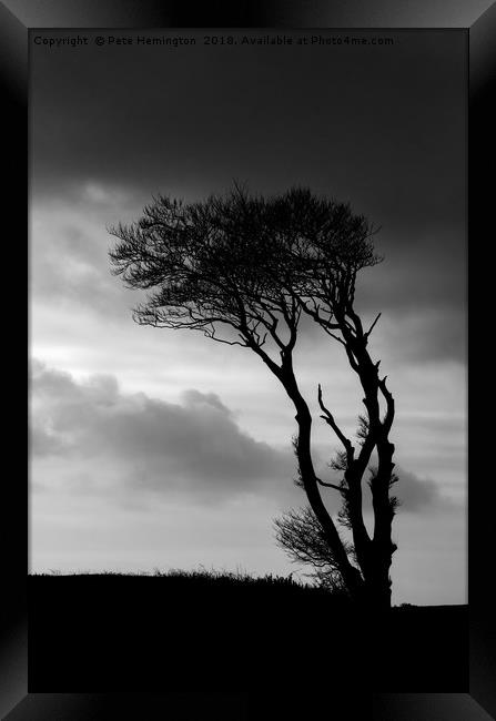 A lone tree at Horns Cross Framed Print by Pete Hemington