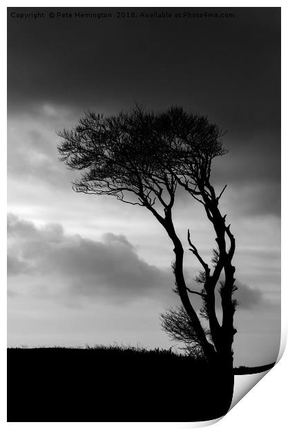 A lone tree at Horns Cross Print by Pete Hemington