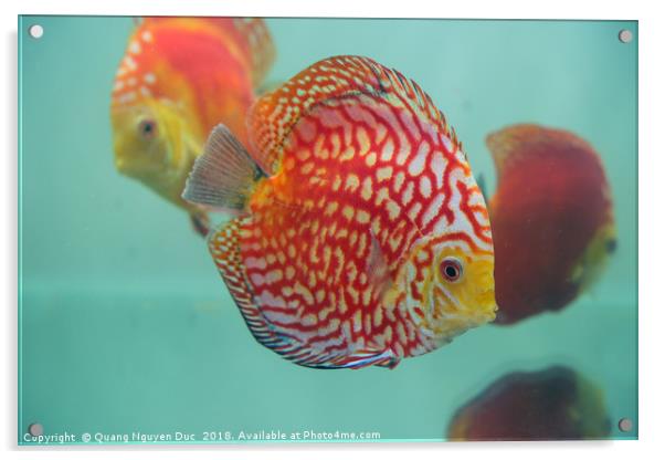 Aquarium Orange Spotted Fish Cicus  Acrylic by Quang Nguyen Duc