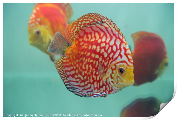 Aquarium Orange Spotted Fish Cicus  Print by Quang Nguyen Duc
