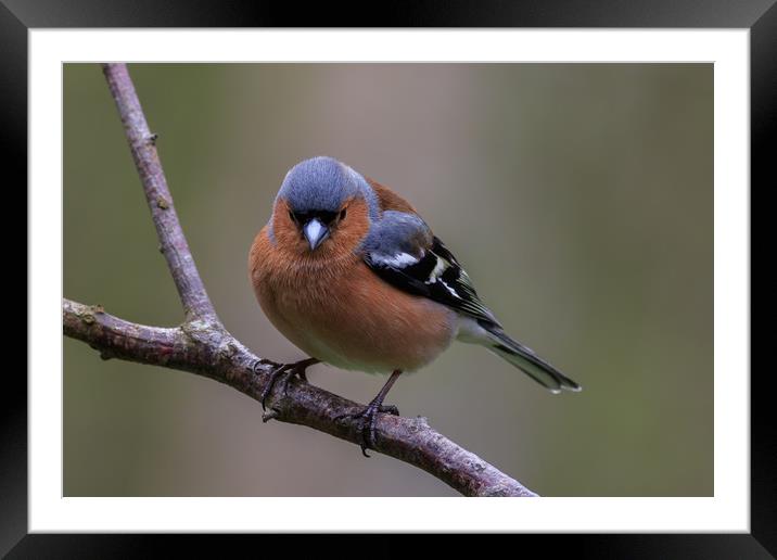 Chaffinch (Fringilla coelebs)    Framed Mounted Print by chris smith