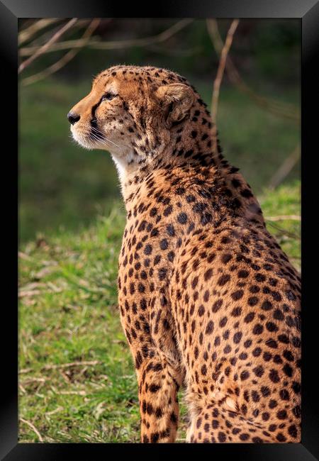 Cheetah  Framed Print by chris smith