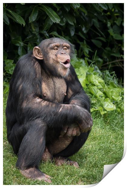 Chimpanzee         Print by chris smith