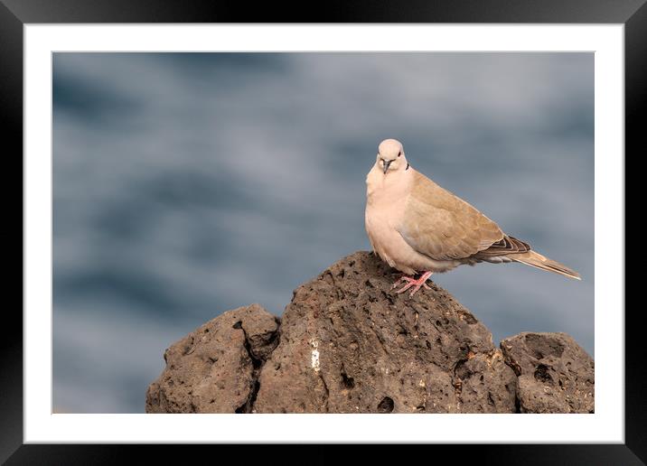 Collared Dove (Streptopelia decaocto) Framed Mounted Print by chris smith
