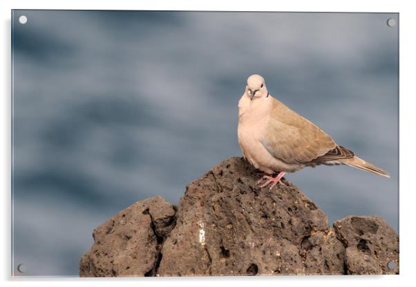 Collared Dove (Streptopelia decaocto) Acrylic by chris smith