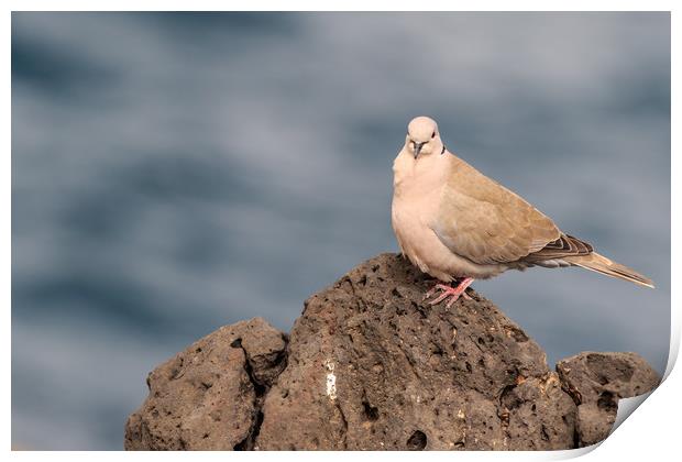 Collared Dove (Streptopelia decaocto) Print by chris smith