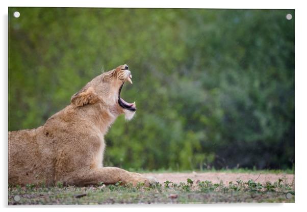 Morning yawn Acrylic by Villiers Steyn