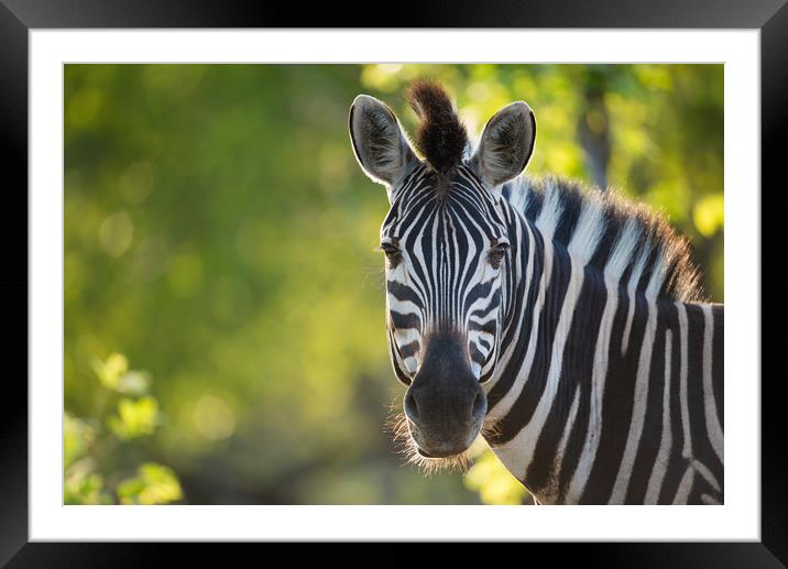 Zebra stare Framed Mounted Print by Villiers Steyn