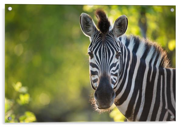 Zebra stare Acrylic by Villiers Steyn