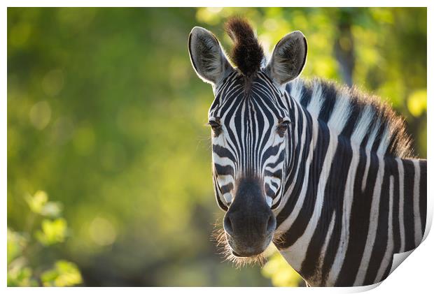 Zebra stare Print by Villiers Steyn