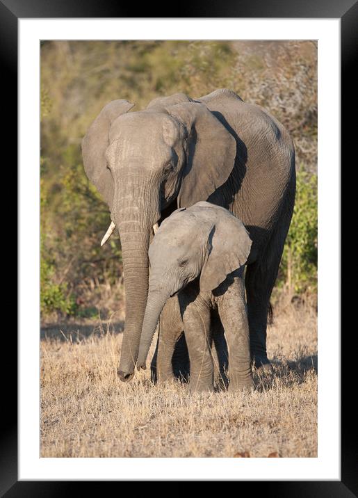 Mother & calf Framed Mounted Print by Villiers Steyn