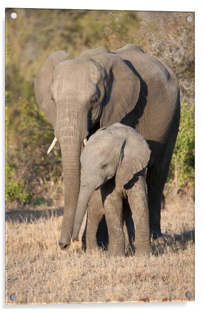 Mother & calf Acrylic by Villiers Steyn