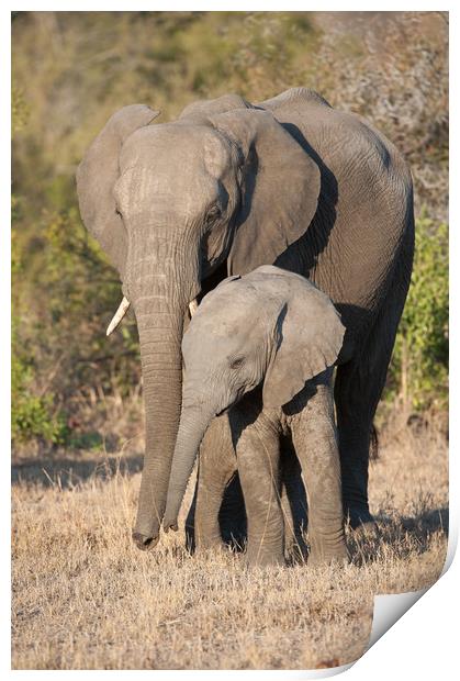 Mother & calf Print by Villiers Steyn