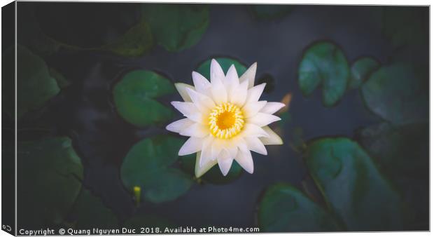 Water Lily Canvas Print by Quang Nguyen Duc