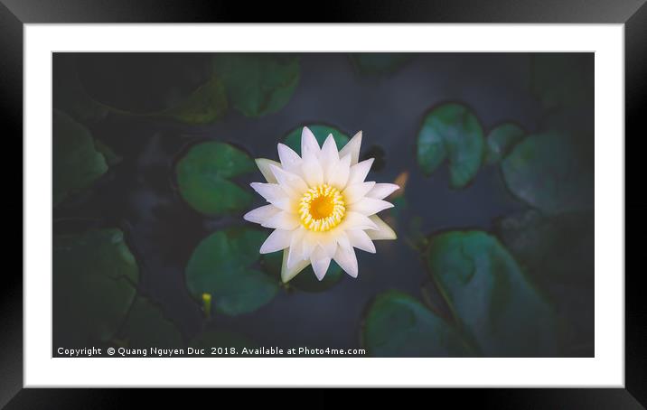 Water Lily Framed Mounted Print by Quang Nguyen Duc