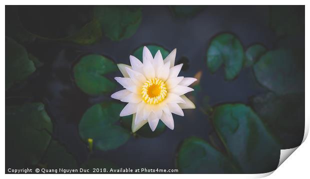 Water Lily Print by Quang Nguyen Duc