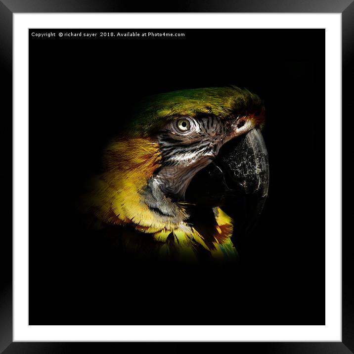 Macaw Portriat Framed Mounted Print by richard sayer