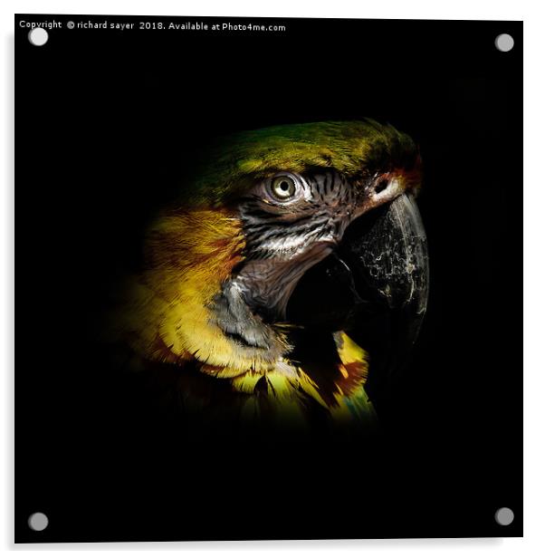 Macaw Portriat Acrylic by richard sayer