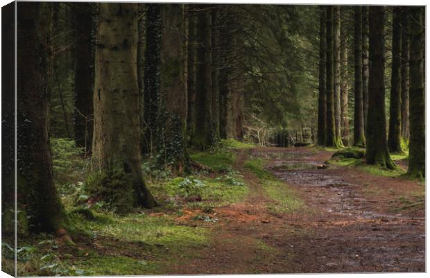 Woodland path into the forest, Taf Fechan Forest Canvas Print by Ramas King