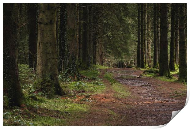 Woodland path into the forest, Taf Fechan Forest Print by Ramas King