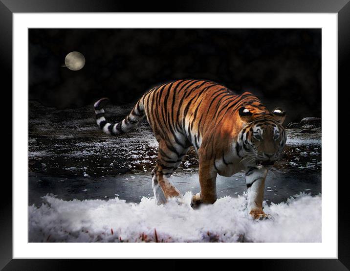 Tiger On The Run Framed Mounted Print by Jacqi Elmslie