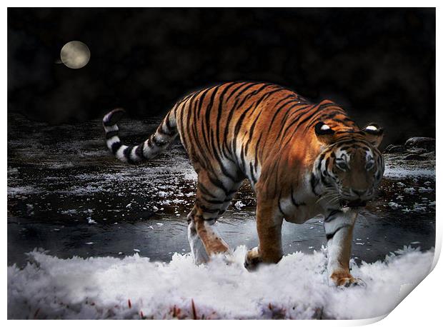 Tiger On The Run Print by Jacqi Elmslie