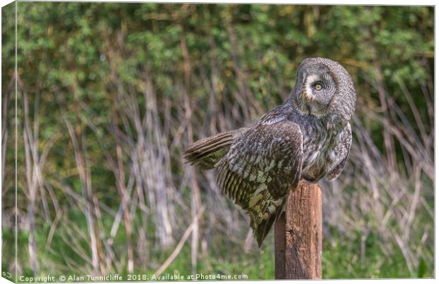 Great grey owl Canvas Print by Alan Tunnicliffe
