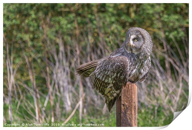 Great grey owl Print by Alan Tunnicliffe