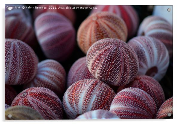 Seashells on the seashore Acrylic by Kalvin Brookes