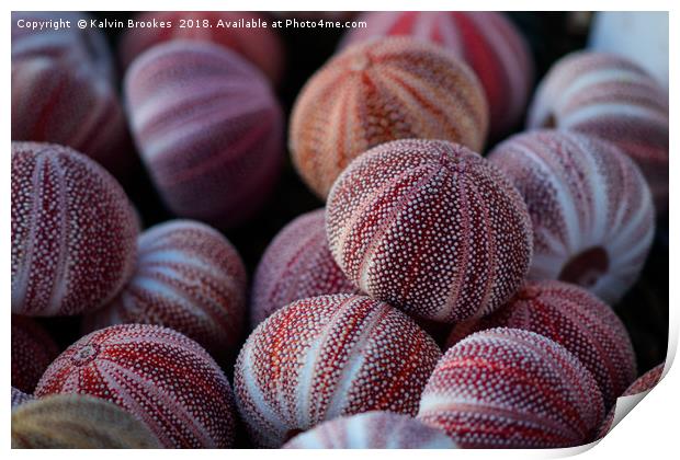 Seashells on the seashore Print by Kalvin Brookes