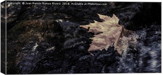 Dry leaf in the river Canvas Print by Juan Ramón Ramos Rivero