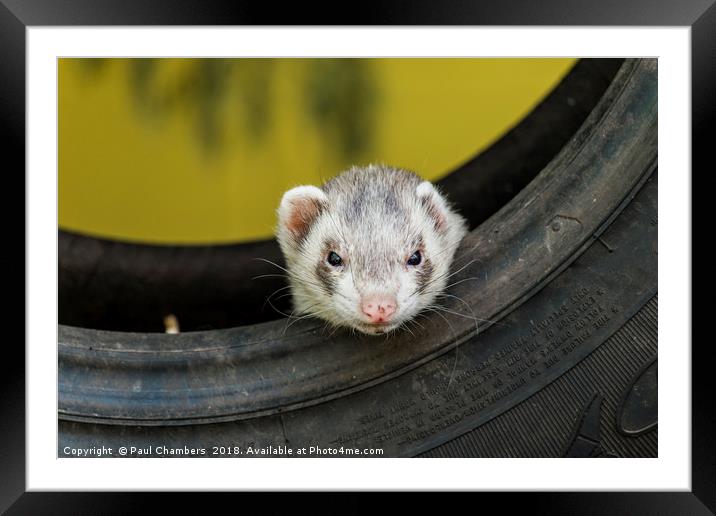 Ferret in a car tyre Framed Mounted Print by Paul Chambers