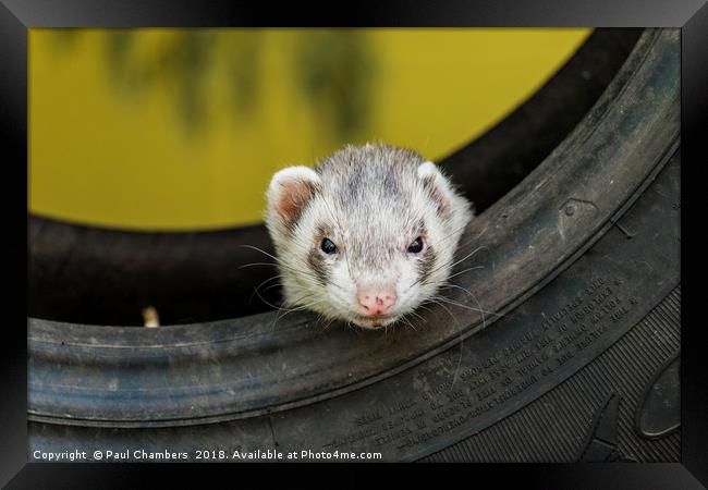 Ferret in a car tyre Framed Print by Paul Chambers