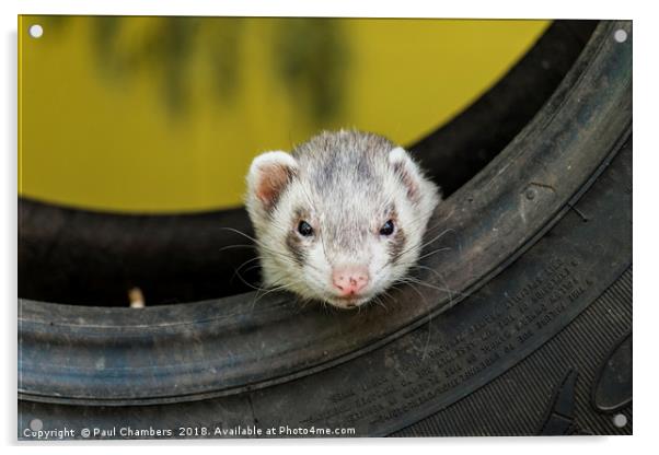 Ferret in a car tyre Acrylic by Paul Chambers