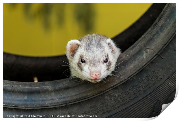 Ferret in a car tyre Print by Paul Chambers