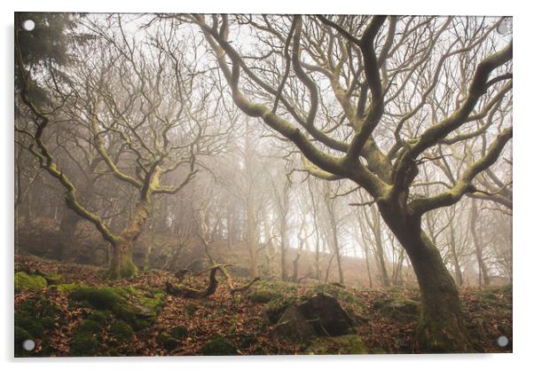 Fairy woodland in Rhymney Valley Acrylic by Ramas King