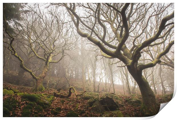 Fairy woodland in Rhymney Valley Print by Ramas King