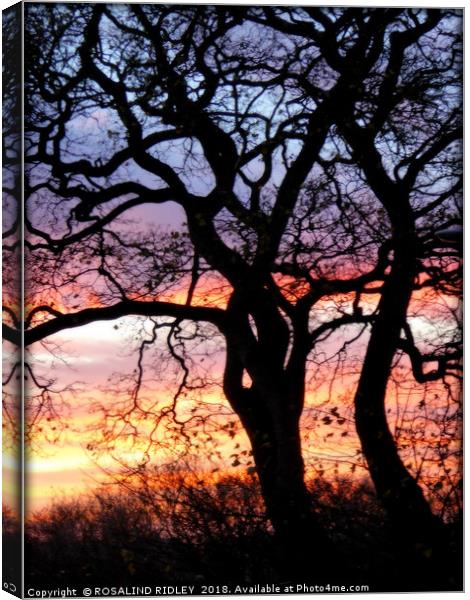 "Sunset tree silhouette" Canvas Print by ROS RIDLEY