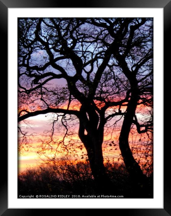 "Sunset tree silhouette" Framed Mounted Print by ROS RIDLEY