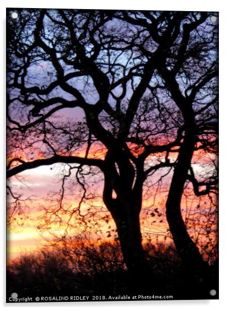 "Sunset tree silhouette" Acrylic by ROS RIDLEY
