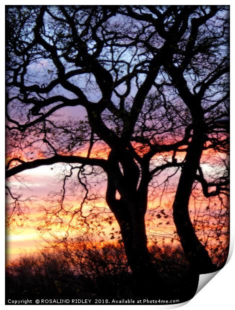 "Sunset tree silhouette" Print by ROS RIDLEY